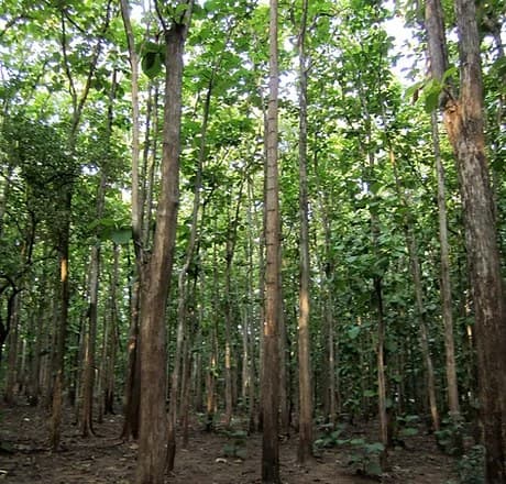 Teak plantation