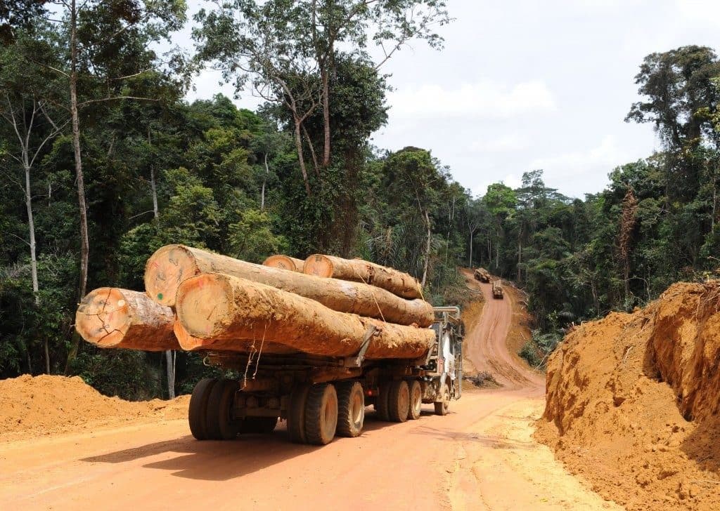 Ghana Teak team milling and grading timber at the yard