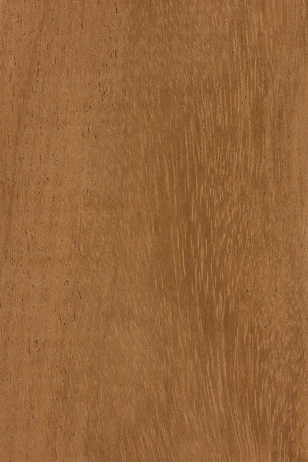 African Mahogany