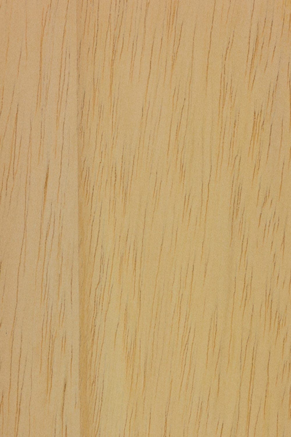 Obeche